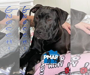American Pit Bull Terrier-Unknown Mix Dogs for adoption in Binghamton, NY, USA