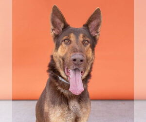 German Shepherd Dog Dogs for adoption in Pasadena, CA, USA
