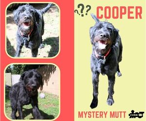 Poodle (Standard)-Unknown Mix Dogs for adoption in Lindsay, CA, USA