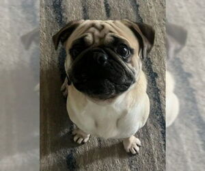 Pug Dogs for adoption in Elizabeth City, NC, USA