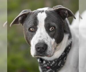 Staffordshire Bull Terrier-Unknown Mix Dogs for adoption in Rosenberg, TX, USA