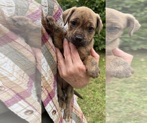 American Pit Bull Terrier-Labrador Retriever Mix Dogs for adoption in Clarkston, MI, USA