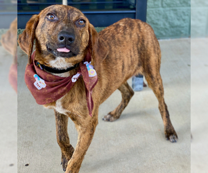 Plott Hound-Unknown Mix Dogs for adoption in Maryville, TN, USA