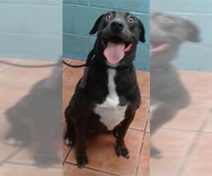 American Pit Bull Terrier Dogs for adoption in Downey, CA, USA