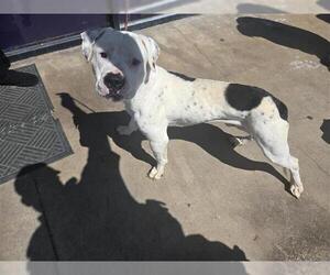 American Bulldog-Unknown Mix Dogs for adoption in Houston, TX, USA