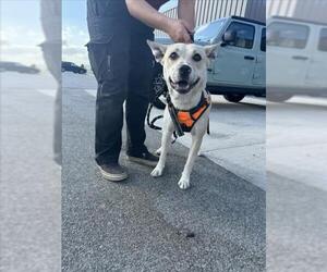 Siberian Husky Dogs for adoption in Saginaw, MI, USA