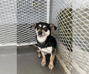Chihuahua Dogs for adoption in Bakersfield, CA, USA