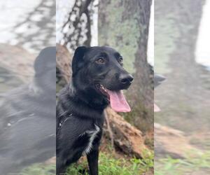 Retriever -Unknown Mix Dogs for adoption in Fredericksburg, VA, USA