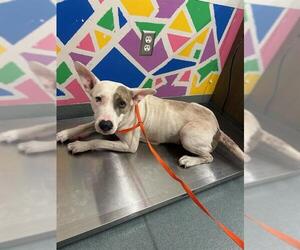 American Pit Bull Terrier Dogs for adoption in Baytown, TX, USA