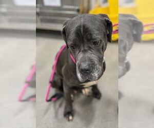Mutt Dogs for adoption in Forestville, MD, USA