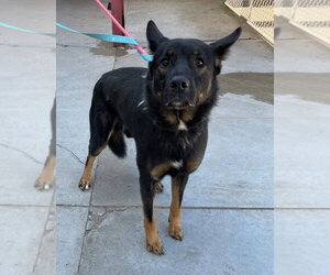 German Shepherd Dog Dogs for adoption in La Porte, IN, USA