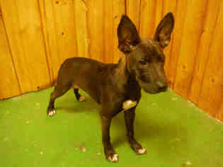 Pharaoh Hound-Unknown Mix Dogs for adoption in Ocala, FL, USA