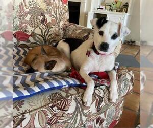 Rat Terrier Dogs for adoption in Freeport, FL, USA