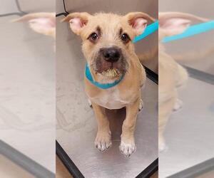 Irish Terrier-Unknown Mix Dogs for adoption in Fort Lauderdale, FL, USA