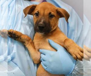 American Staffordshire Terrier Dogs for adoption in San Antonio, TX, USA