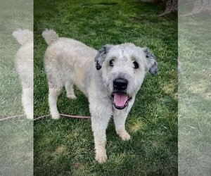 Bouvier Des Flandres Dogs for adoption in Colorado Springs, CO, USA