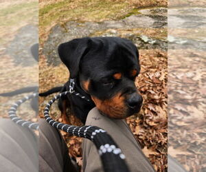Rottweiler Dogs for adoption in Hillsboro, NH, USA