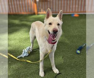German Shepherd Dog-Unknown Mix Dogs for adoption in Las Vegas, NV, USA
