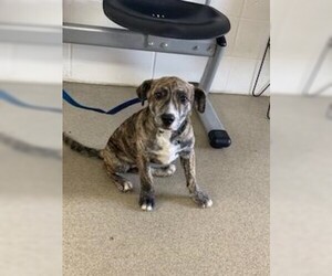Plott Hound Dogs for adoption in Sebec, ME, USA