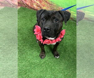 Mutt Dogs for adoption in Euless, TX, USA