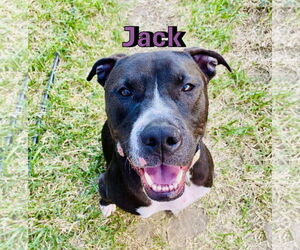 American Staffordshire Terrier-Unknown Mix Dogs for adoption in HOUSTON, TX, USA