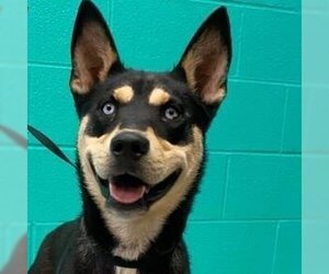 Huskies -Unknown Mix Dogs for adoption in Denison, TX, USA
