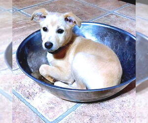 Chihuahua Dogs for adoption in Rutherfordton, NC, USA