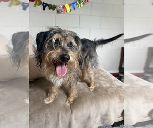 Mutt Dogs for adoption in San Leon, TX, USA