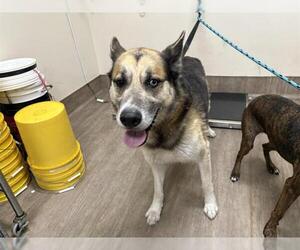 German Shepherd Dog-Siberian Husky Mix Dogs for adoption in Pasadena, CA, USA