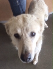 Golden Retriever Dogs for adoption in Pampa, TX, USA