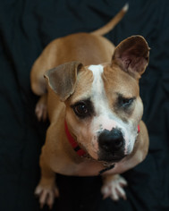 Bulldog-Unknown Mix Dogs for adoption in Kennesaw, GA, USA