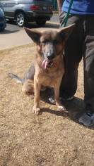 German Shepherd Dog Dogs for adoption in Northport, AL, USA