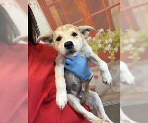 German Shepherd Dog-Unknown Mix Dogs for adoption in San Bernardino, CA, USA