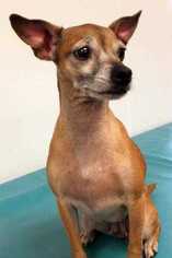 Chihuahua-Unknown Mix Dogs for adoption in Morton Grove, IL, USA