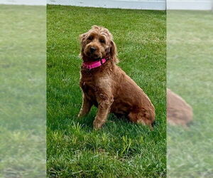 Goldendoodle (Miniature) Dogs for adoption in Fort Wayne, IN, USA