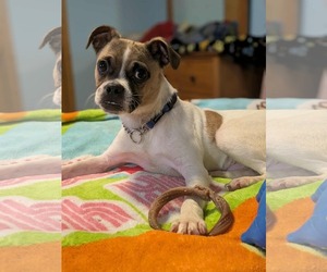 Pug-Unknown Mix Dogs for adoption in Sheboygan, WI, USA