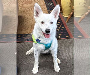 Mutt Dogs for adoption in Mundelein, IL, USA