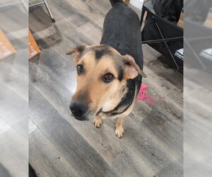 German Shepherd Dog-Unknown Mix Dogs for adoption in phoenix, AZ, USA