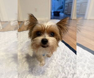 Mutt Dogs for adoption in Bellevue, WA, USA