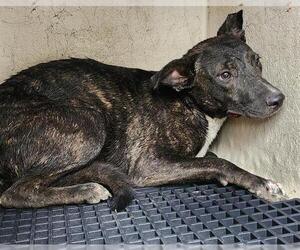 American Staffordshire Terrier-Unknown Mix Dogs for adoption in San Antonio, TX, USA
