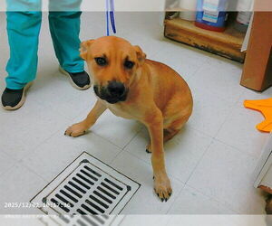 Anatolian Shepherd-Unknown Mix Dogs for adoption in Oroville, CA, USA