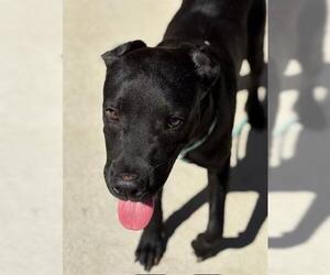 Labrador Retriever-Unknown Mix Dogs for adoption in Tulsa, OK, USA