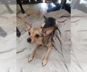 Chihuahua-Unknown Mix Dogs for adoption in San Antonio, TX, USA