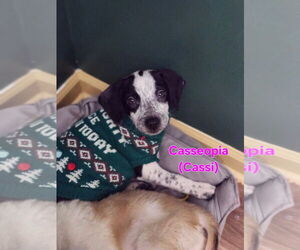 Border Collie-Unknown Mix Dogs for adoption in Ball Ground, GA, USA