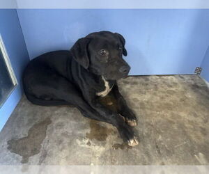 American Pit Bull Terrier Dogs for adoption in San Bernardino, CA, USA