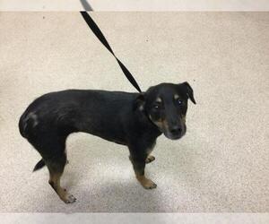 Chihuahua-German Shepherd Dog Mix Dogs for adoption in Riverside, CA, USA
