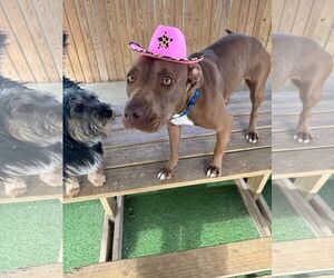 American Pit Bull Terrier-American Staffordshire Terrier Mix Dogs for adoption in Coralville, IA, USA