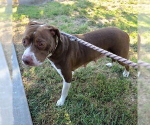 Mutt Dogs for adoption in Long Beach, CA, USA