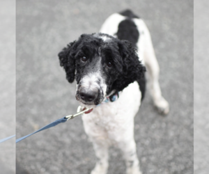 Mutt Dogs for adoption in Brooklyn, NY, USA