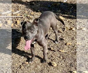 American Pit Bull Terrier-Unknown Mix Dogs for adoption in Minneapolis, MN, USA